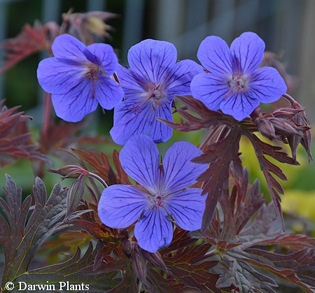 Geranium himlayense 'Kaya', idnkurjenpolvi